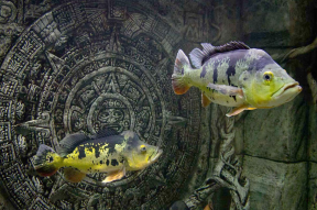 Севастопольский аквариум, пострадавший во время шторма, опять ждет гостей