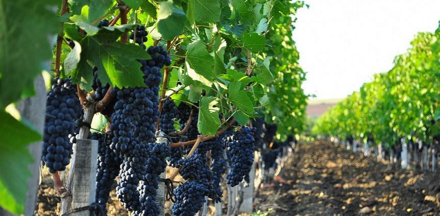 На Кубани в начале августа стартует уборка винограда