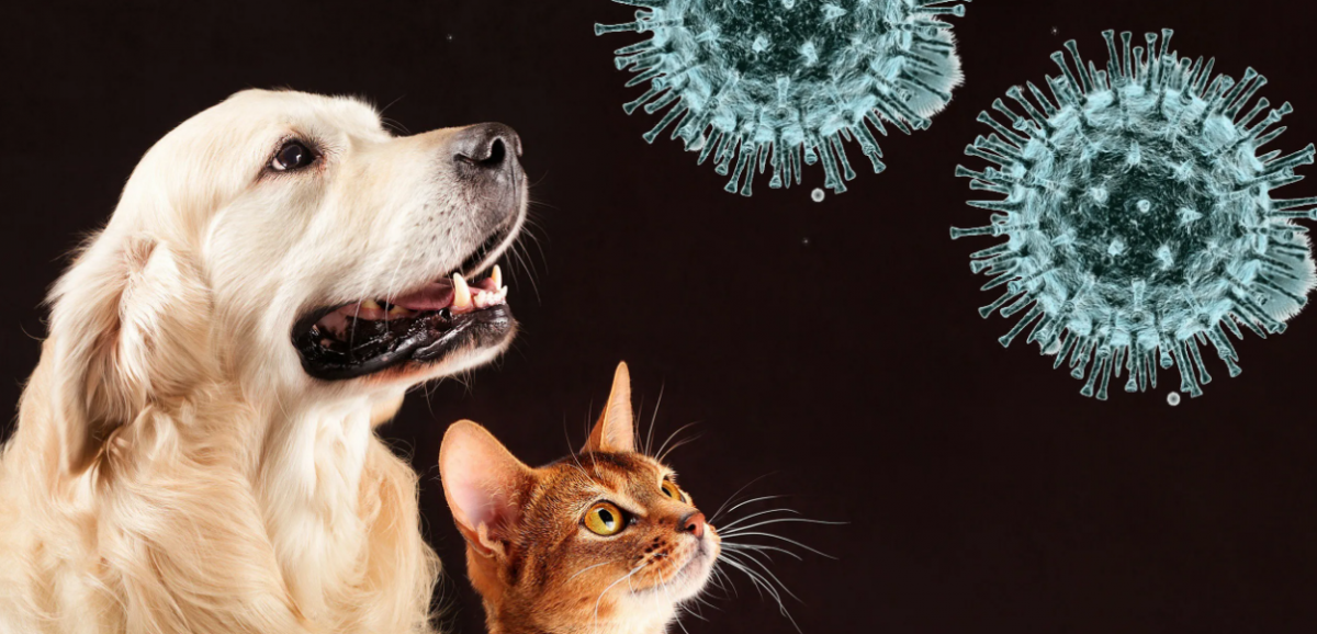 Иммунолог Жемчугов: Коронавирус превратится в сезонную болезнь или перекинется на животных