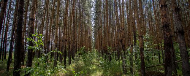 Правительство НСО одобрило создание лесного парка «Заельцовский бор»