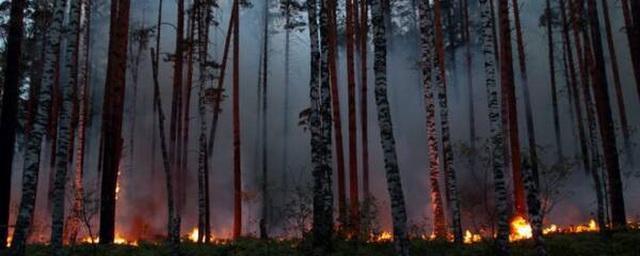 В Брянской области продолжает действовать особый противопожарный режим