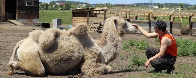 В микрорайоне Солнечный красноярцев удивил пасущийся в поле верблюд