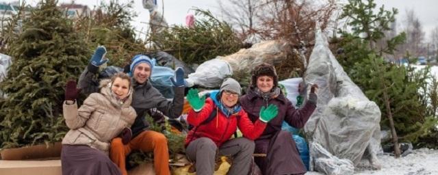 Петербуржцы смогут сдать новогодние ели на утилизацию