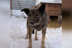 Управляющая «Додо Пиццы» ушла из-за травли после увольнения курьера, пожалевшего собаку в мороз