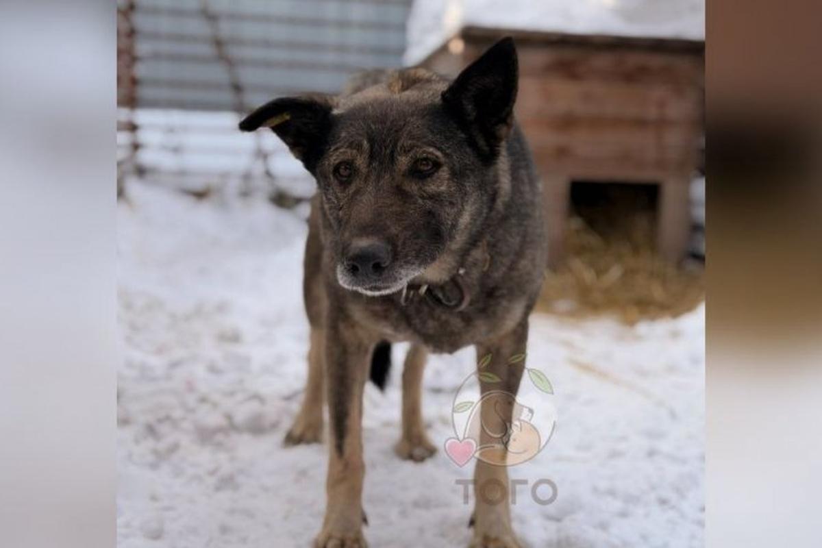 Управляющая «Додо Пиццы» ушла из-за травли после увольнения курьера, пожалевшего собаку в мороз