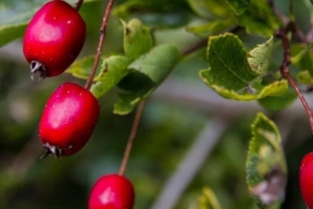 Hawthorn may be a cure for overeating