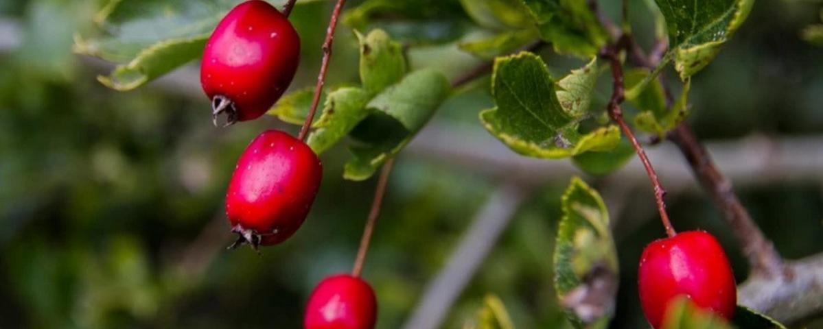 Hawthorn may be a cure for overeating