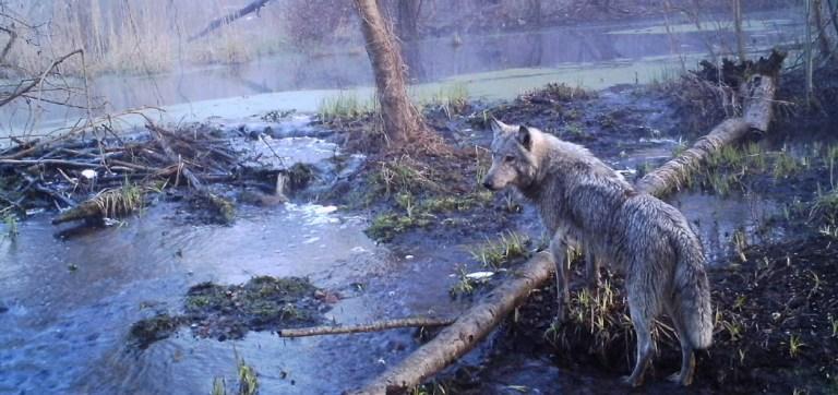 Биологи раскрыли механизм выживания животных в Чернобыльской зоне