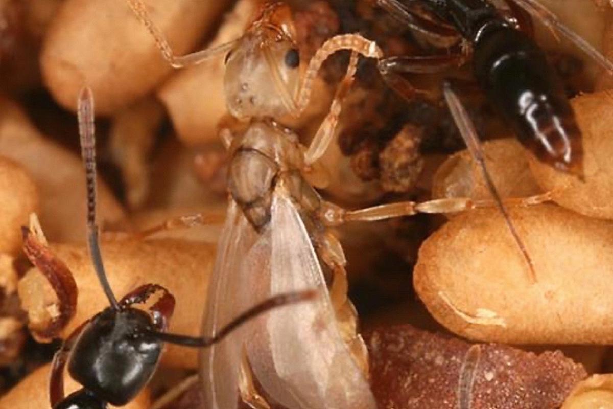 В США сообщили о приближении опасных муравьев