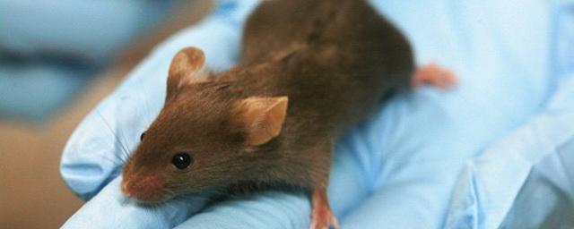 Ученые создали штамм коронавируса, поражающий мышей