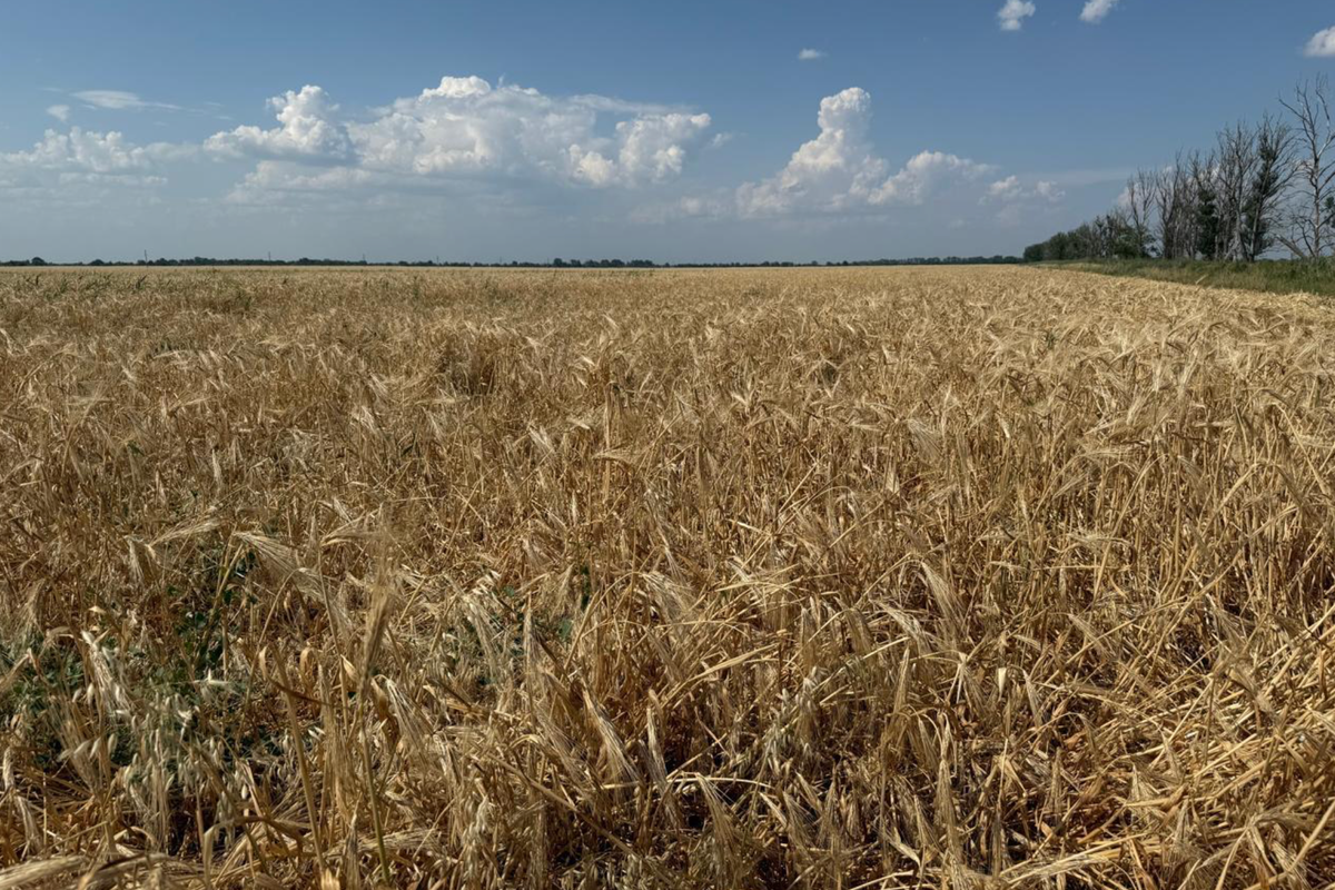 Комбайны вышли на поля Дагестана для сбора нового урожая