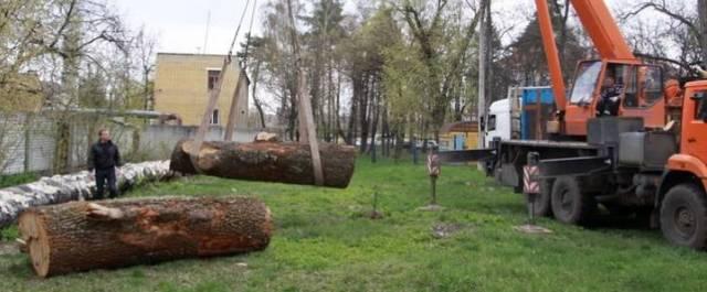 В Брянске для парка Толстого вырежут скульптуры из 200-летних дубов