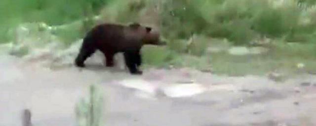 В Пригородном районе Магадана был замечен медведь