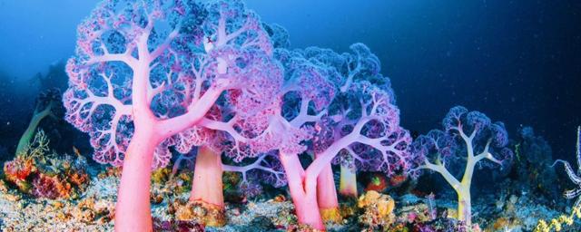 В Морском заповеднике Галапагосских остров найден новый глубоководный риф