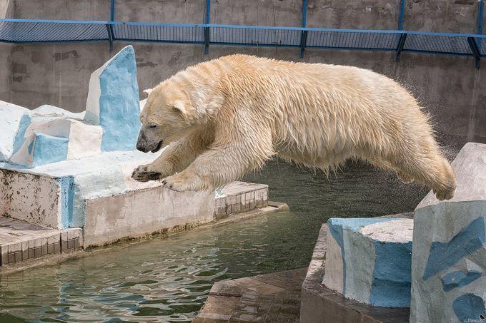Белые медведи из Новосибирского зоопарка показали мастер-класс по ловле рыбы