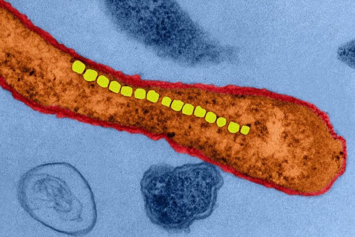 Ученые из Кембриджа создали бактерию с переписанным кодом