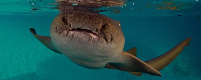 A shark mauled an American tourist in the Bahamas