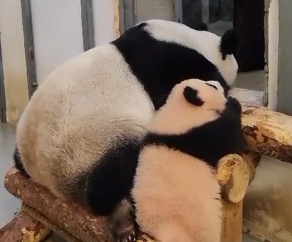 Московский зоопарк поделился видео, как маленькая панда Катюша спит с мамой