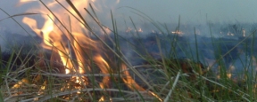 В Якутии ликвидировали восемь лесных пожаров