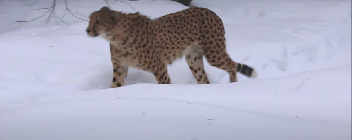 В Новосибирском зоопарке гепарды Кода и Эстер с интересом прогулялись по снегу, теплолюбивых кошек не смутил мороз