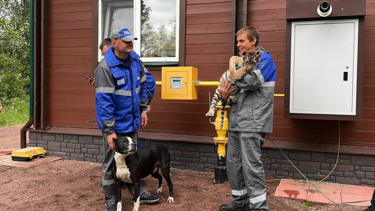 В единственный в России приют для тигров провели газ