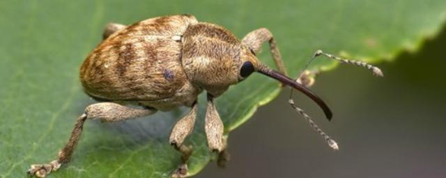 Семья энтомологов подарила университету насекомых стоимостью $12 млн