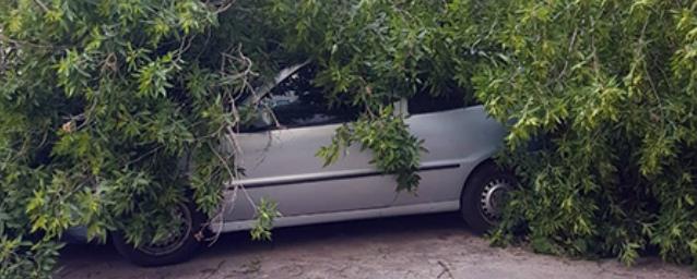 В Курске дерево упало на две машины