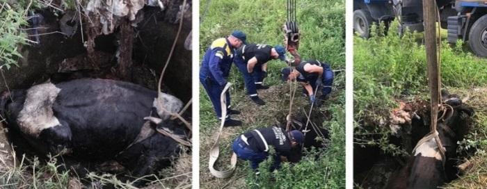 В Нижнем Тагиле помощь спасателей потребовалась корове, угодившей в заброшенную выгребную яму