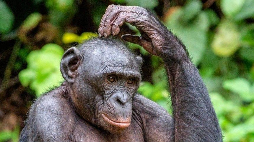 Случай заражения человека оспой обезьян обнаружили в Великобритании