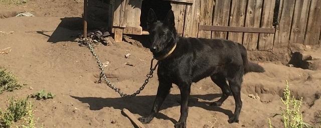 В Волгоградской области собака насмерть загрызла ребенка