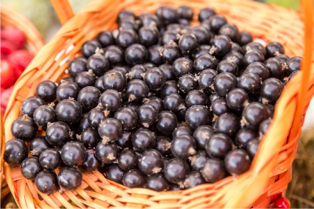 Новосибирская область почти полностью лишилась урожая смородины