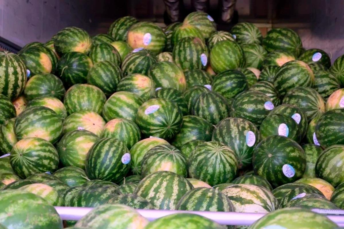 Урожай астраханских арбузов поставляют в Москву, Санкт-Петербург и Красноярск