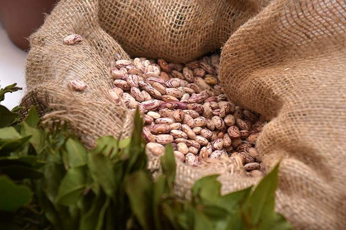 Диетолог рассказал, почему есть только бобовые может быть не так уж и полезно