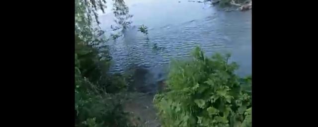 Жительница краснодарского посёлка Яблоновского заявила, что её собаку утащил в реку сом