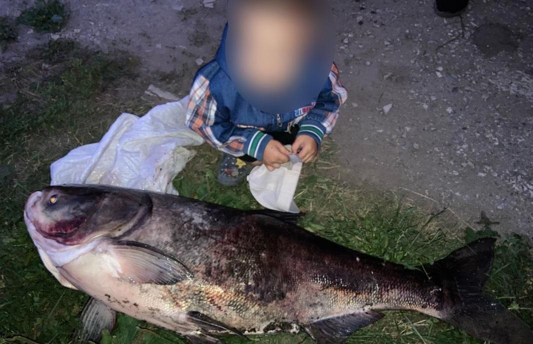Воронежскому рыбаку улыбнулась удача: он поймал 22-килограммового толстолобика