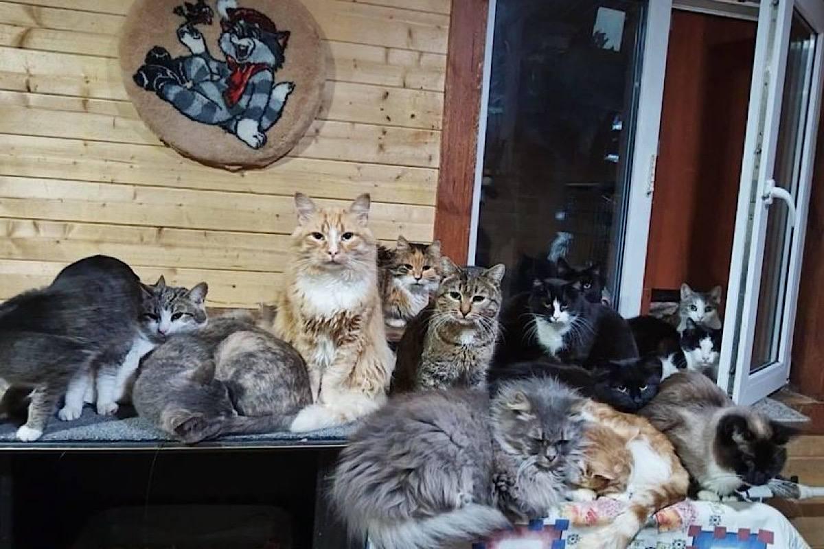 В городском округе Пушкинский прошла благотворительная акция в поддержку животных из приюта