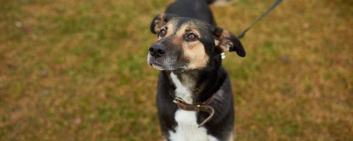 В Москве пройдет фестиваль WOOF в поддержку животных из приютов