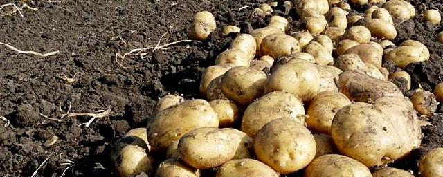 In Russia, non-flowering potatoes are created using genome editing