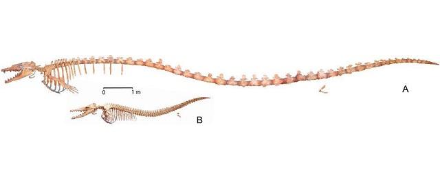 Ученые нашли внутри базилозавра останки более мелкого кита