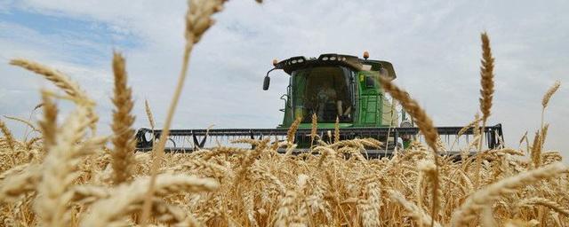 Крупные экспортеры российской пшеницы приостанавливают закупки из-за пошлин