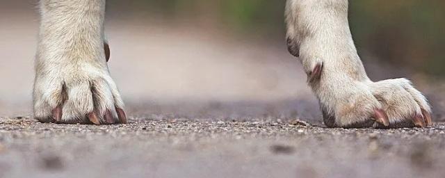 Следователи проводят проверку по факту нападения собаки на ребенка в Южно-Сахалинске