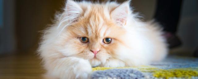 Ученые: Мимику кошек лучше распознают женщины
