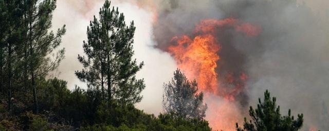 На севере Сахалина третий день тушат серьезный лесной пожар