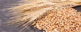 65 регионов России получат 10 млрд рублей на поддержку производителей зерна