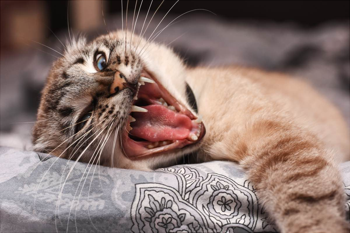 Бешеная кошка. Кот с открытым ртом. Агрессия животных.