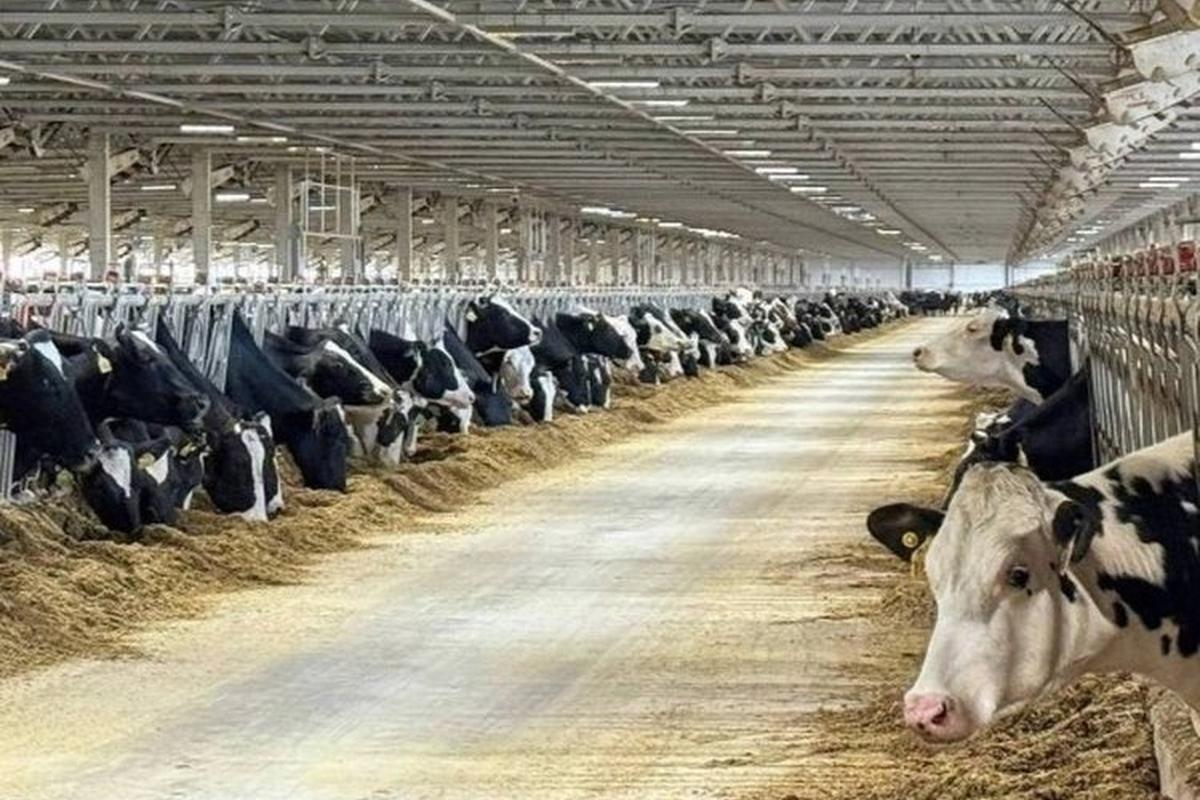 В Ярославской области построят крупный молочно-товарный комплекс