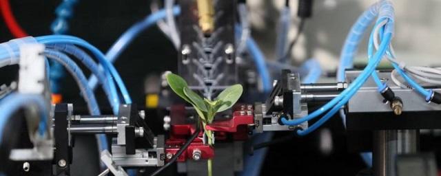 Волгоградский комплекс «Росток» освоил инновационный подход к выращиванию рассады