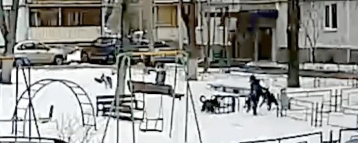 В Самаре стая собак напала на ребенка прямо на детской площадке — Видео