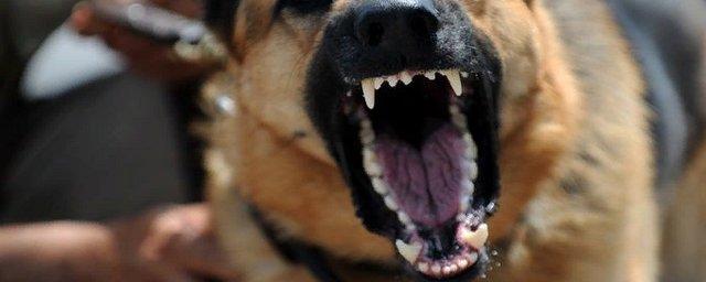 В Хакасии расследуют нападение собак на 16-летнюю девушку