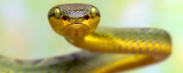 Китайские ученые после анализа ДНК выяснили, почему змеи стали безногими